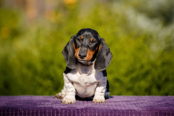 黄色の花と屋外のテーブルの上に小さなダッシュバンド子犬 — ストック写真