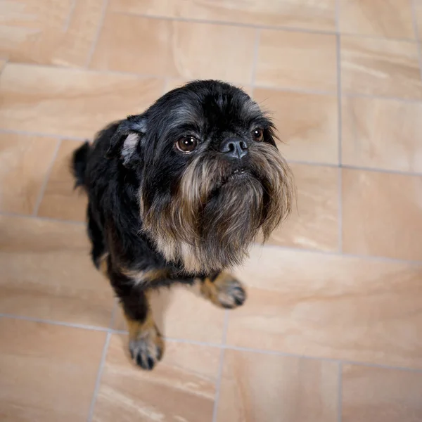 Brussels Griffon Home Aerial View — Stock Photo, Image