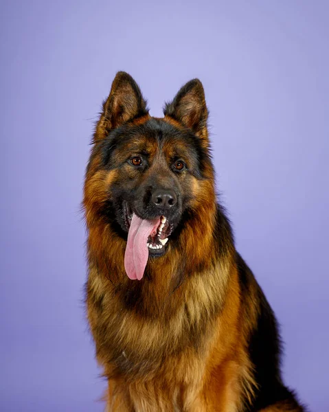Lang Haar Grote Duitse Herder Hond Studio Blauwe Achtergrond — Stockfoto