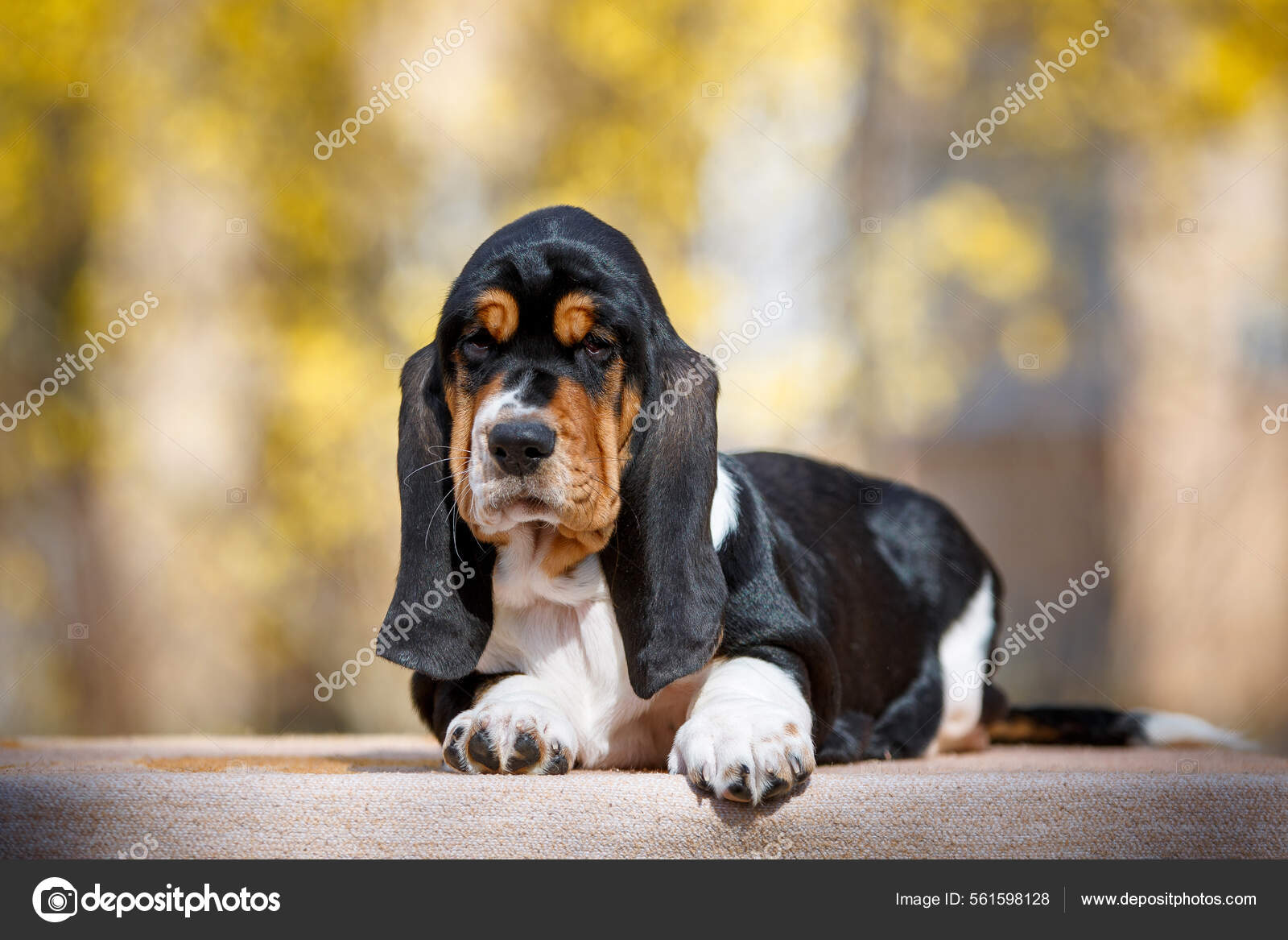 Basset Hound Puppies For Sale Basset Hound Types Of Dogs That Get