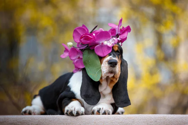 Cute Basset Hound Puppy Fall Background — Stock Photo, Image