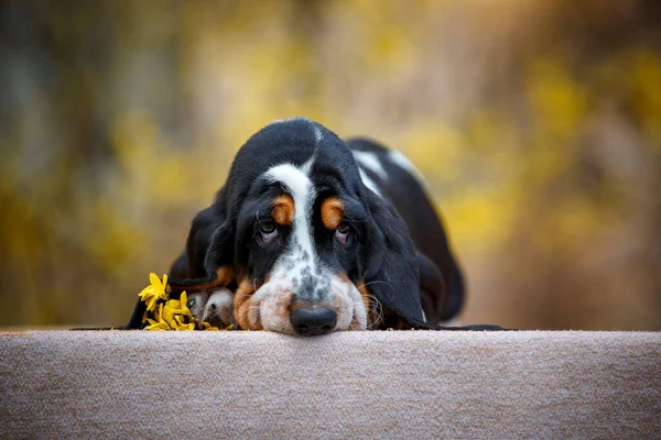 Cute Basset Pies Szczeniak Upadkiem Tle — Zdjęcie stockowe