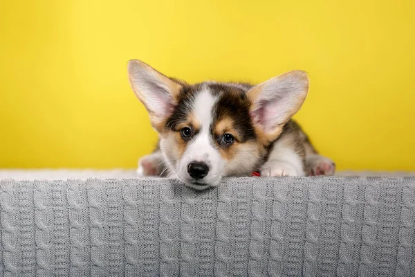 Welsh Corgi Κουτάβι Στο Στούντιο Κίτρινο Φόντο Εικόνα Αρχείου