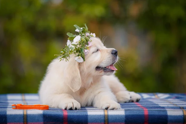小的正白色拉布拉多犬在户外摆姿势 头上戴着花环 — 图库照片