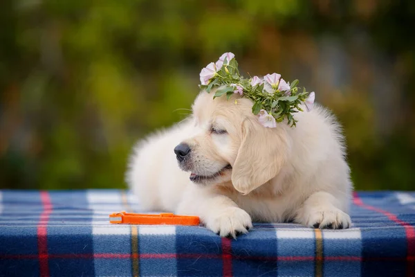 Piccolo Cagnolino Labrador Bianco Positivo Posa All Aperto Con Corona — Foto Stock