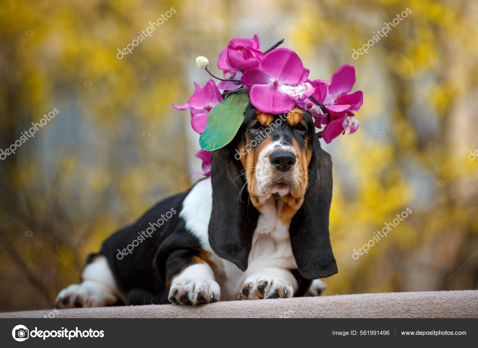 Cute Basset Hound Puppy Fall Background — Stock Photo © gsdonlin