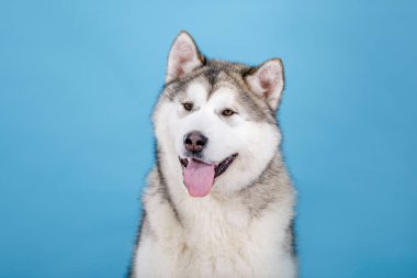 Mavi arka planda gülümseyen bir köpeğin Sibirya Husky Portresi
