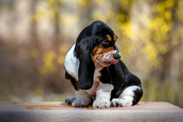Leuke Basset Hond Puppy Met Vallen Achtergrond — Stockfoto