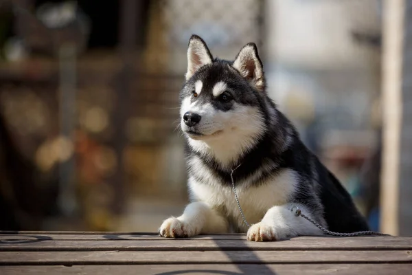 Siberian Husky Cane Sulla Panchina Del Parco — Foto Stock