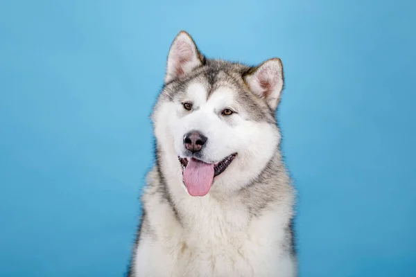 Husky Siberiano Retrato Perro Sonriente Sobre Fondo Azul Imagen de stock