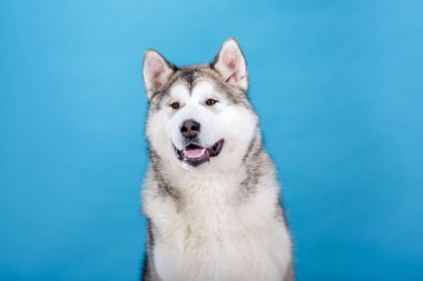 Mavi arka planda Sibirya Husky köpek portresi