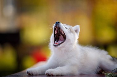 Sibiryalı Husky Puppy bankta esniyor