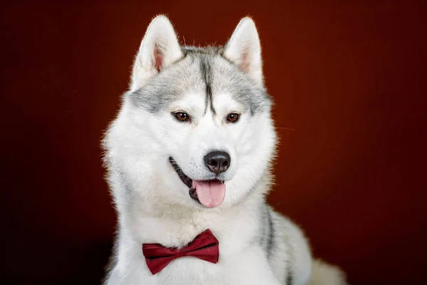 Siberian Husky Dog Portrait Bow Tie Studio — Stock Photo, Image
