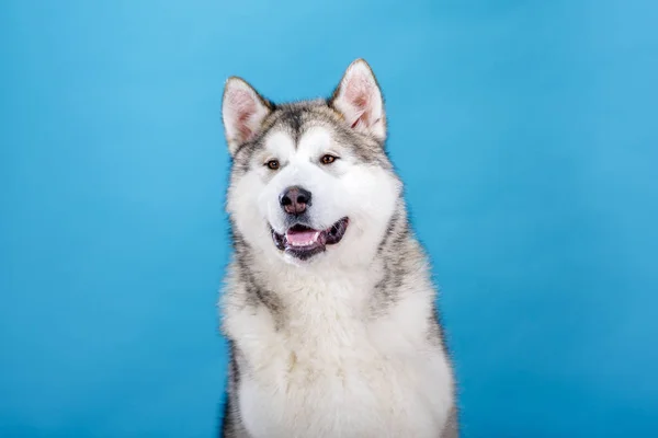 Siberian Husky Dog Porträt Auf Blauem Hintergrund — Stockfoto