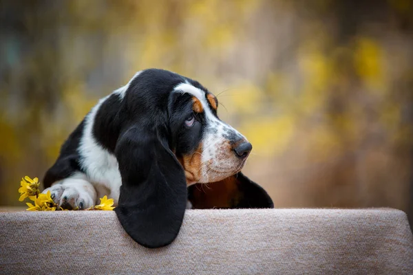 Leuke Basset Hond Puppy Met Vallen Achtergrond — Stockfoto
