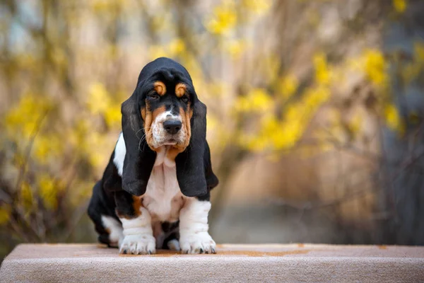 Lindo Cachorro Basset Hound Con Caída Fondo —  Fotos de Stock