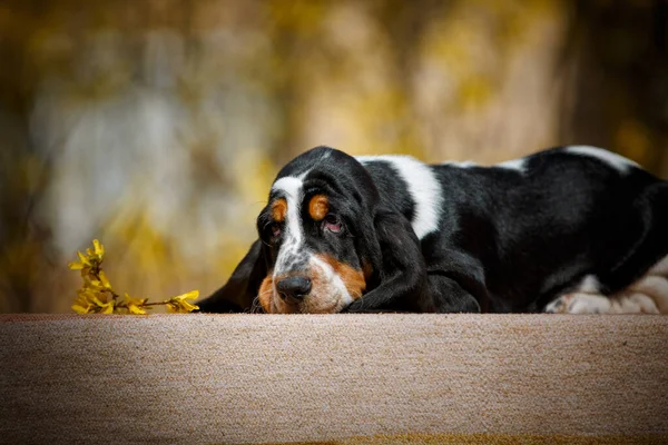 Söt Baset Hund Valp Med Falla Bakgrunden — Stockfoto