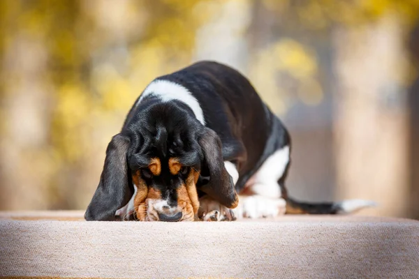 Söt Baset Hund Valp Med Falla Bakgrunden — Stockfoto