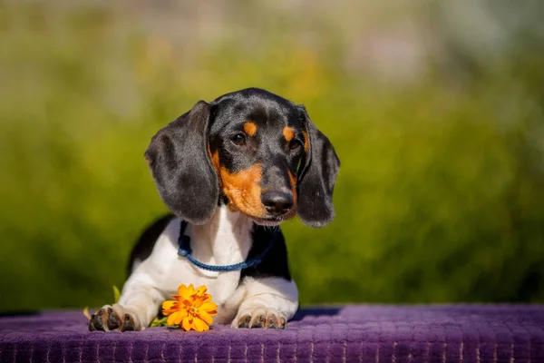 Pequeno Cãozinho Daschund Mesa Livre Com Flor Amarela — Fotografia de Stock