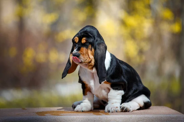 Cute Basset Pies Szczeniak Upadkiem Tle — Zdjęcie stockowe