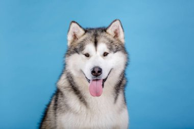 Mavi arka planda gülümseyen bir köpeğin Sibirya Husky Portresi