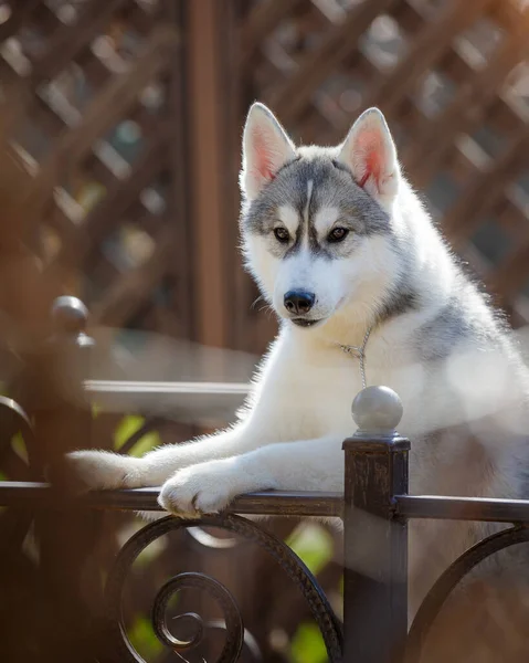 Siberian Husky Cane Sulla Panchina Del Parco — Foto Stock