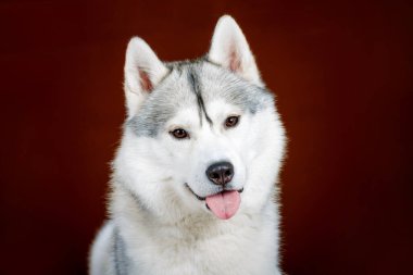 Stüdyoda papyonlu Sibirya Husky köpek portresi