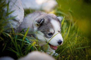Dışarıda poz veren küçük pozitif beyaz labrador yavruları.