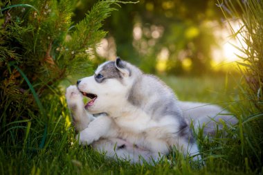 Dışarıda poz veren küçük pozitif beyaz labrador yavruları.
