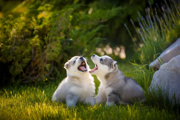 Pequeños Cachorros Labradores Blancos Positivos Posando Aire Libre —  Fotos de Stock