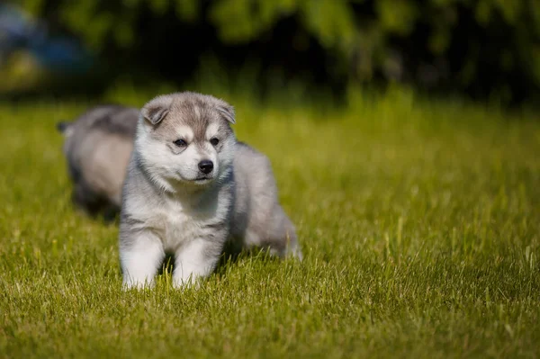 Pequenos Cachorros Labrador Branco Positivo Posando Livre — Fotografia de Stock
