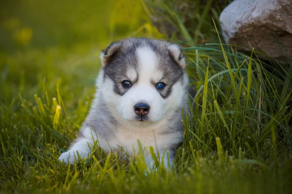 Siberian Husky Dog Puppy Plays Outdoors Park — Stock Photo, Image