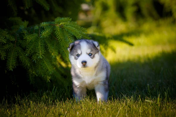 Siberian Husky Dog Puppy Plays Outdoors Park — Stock Photo, Image