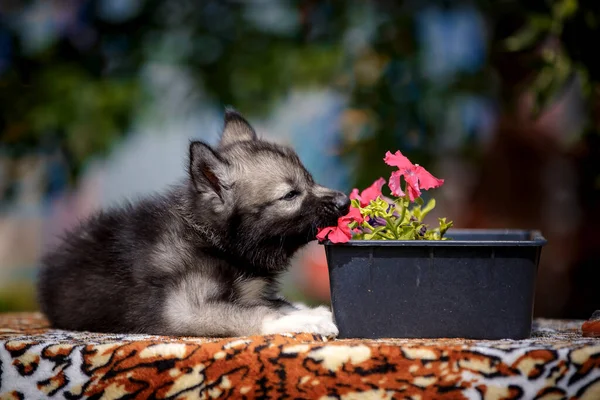 小さなオオカミの子犬はピンクの花を嗅ぐ — ストック写真