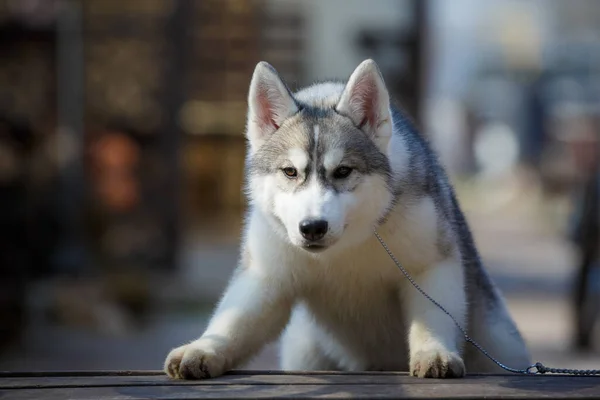 Sibiřský Husky Pes Lavičce Parku — Stock fotografie