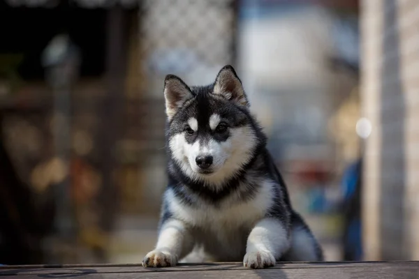 シベリアハスキー犬オン公園ベンチ — ストック写真