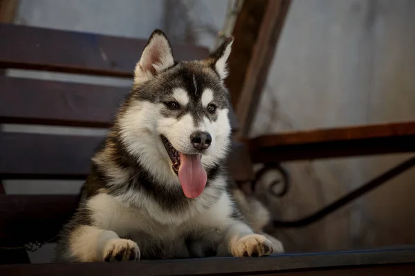 シベリアハスキー犬オン公園ベンチ — ストック写真