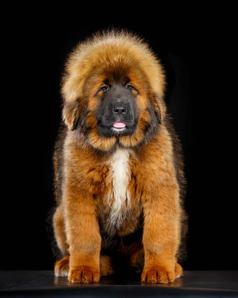Schattig Tibetaans Mastiff Puppy Zwarte Achtergrond — Stockfoto