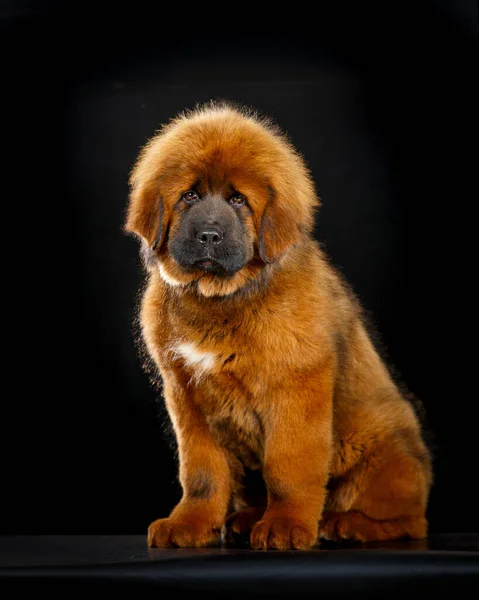 Cute Tibetan Mastiff Puppy Black Background — Stock Photo, Image