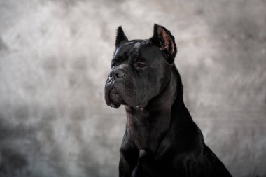 İtalyan Macun Cane Corso, sisli arka plan sanatı