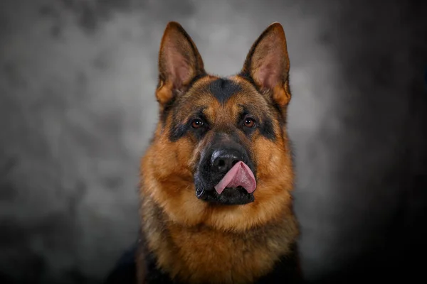 Velký Německý Ovčák Olizuje Nos Studio Portrét Zamlženém Pozadí — Stock fotografie