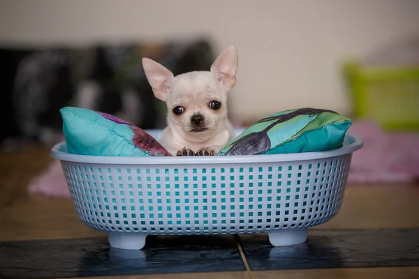 Pequeno Jovem Cão Chiwawa Cesta Engraçada — Fotografia de Stock