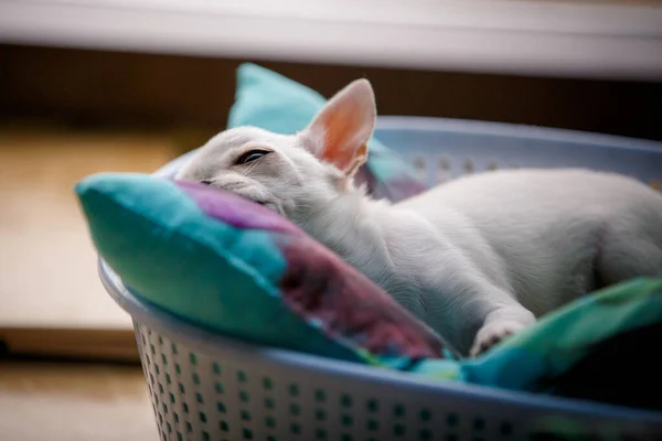 在可笑的篮子里睡着的小雪娃狗 — 图库照片