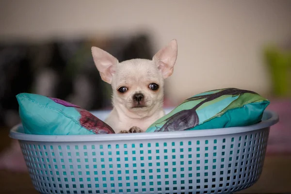 Pequeno Jovem Cão Chiwawa Cesta Engraçada — Fotografia de Stock