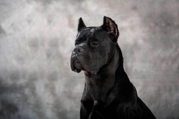 Ιταλική Μαστίφ Cane Corso Τέχνη Του Ομιχλώδη Φόντο Royalty Free Εικόνες Αρχείου