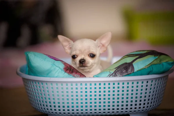 Small Young Chiwawa Dog Funny Basket — Stock Photo, Image