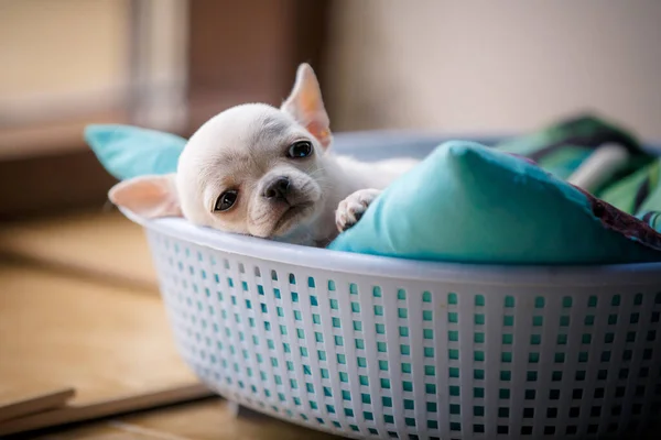 Schlafender Kleiner Junger Chiwawa Hund Lustigem Korb — Stockfoto