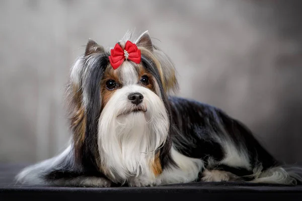 Biewer Dog New Breed Variant Yorkshire Terrier Bow Studio — Stock Photo, Image