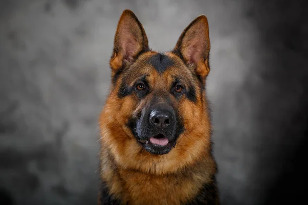 Groot Mannelijk Duits Herder Hond Met Lange Tong Studio Mistige — Stockfoto