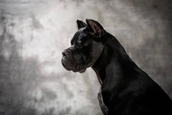 Włoski Mastif Cane Corso Sztuka Mglistego Tła — Zdjęcie stockowe